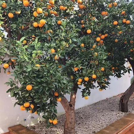 Casa Le Site Con Giardino * Palmariggi