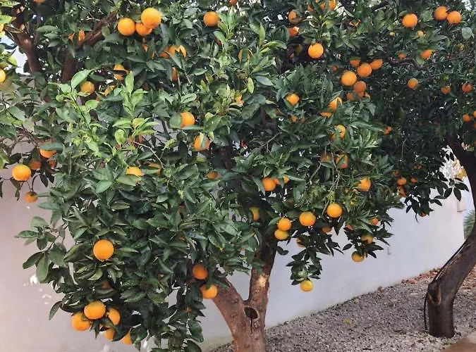 Casa Le Site Con Giardino * Palmariggi